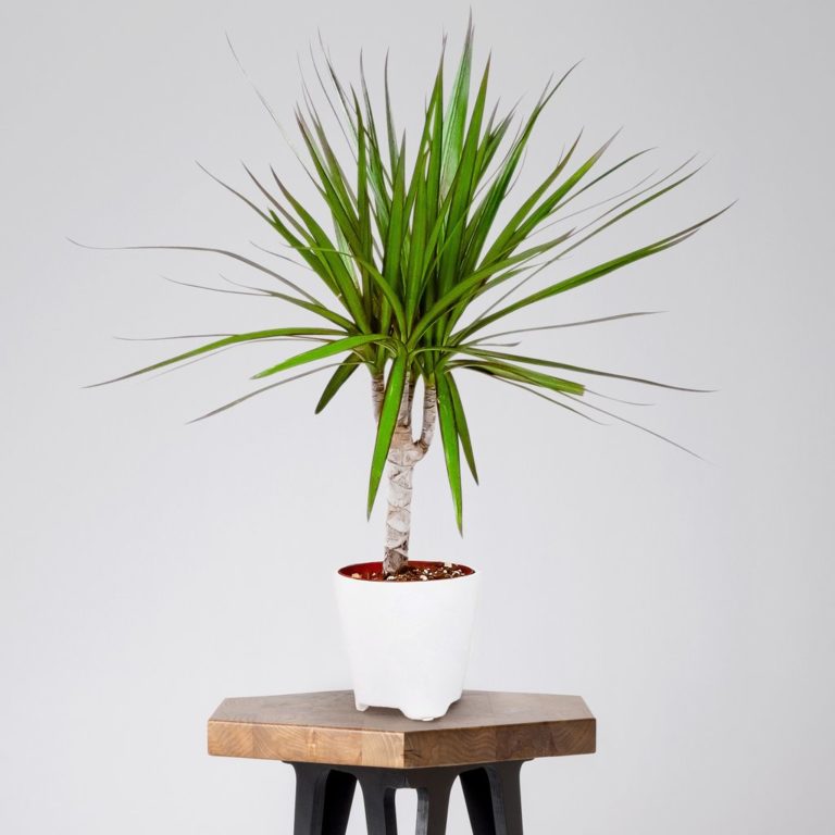 Red-edged Dracaena Best Air-Purifying Plants For Office with Low Effort Care