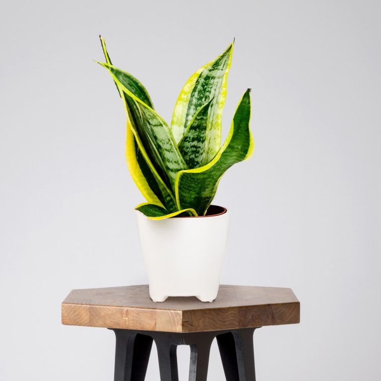 Snake Plant Best Air-Purifying Plants For Office with Low Effort Care