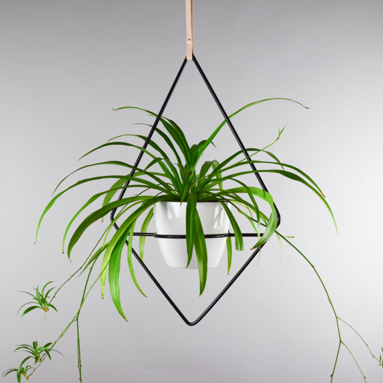 Spider Plant Best Air-Purifying Plants For Office with Low Effort Care
